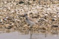 /album/photo-gallery-homepage1/greater-sand-plover-2-dubai-2005-jpg/